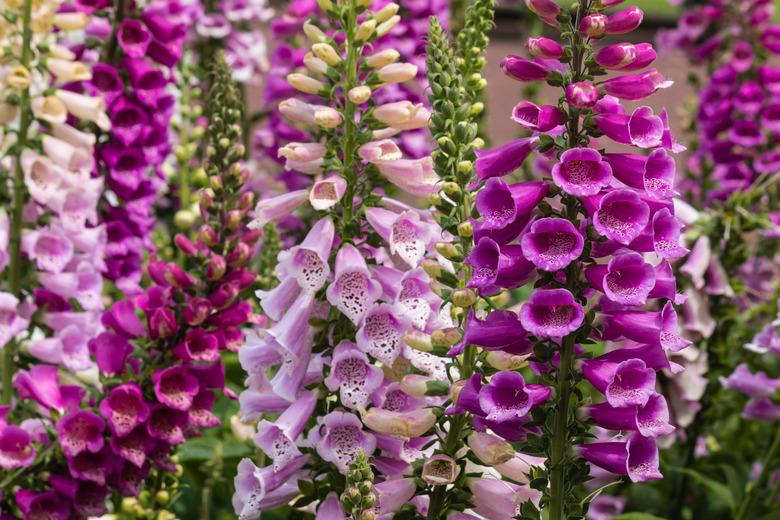 colorful foxglove flowers