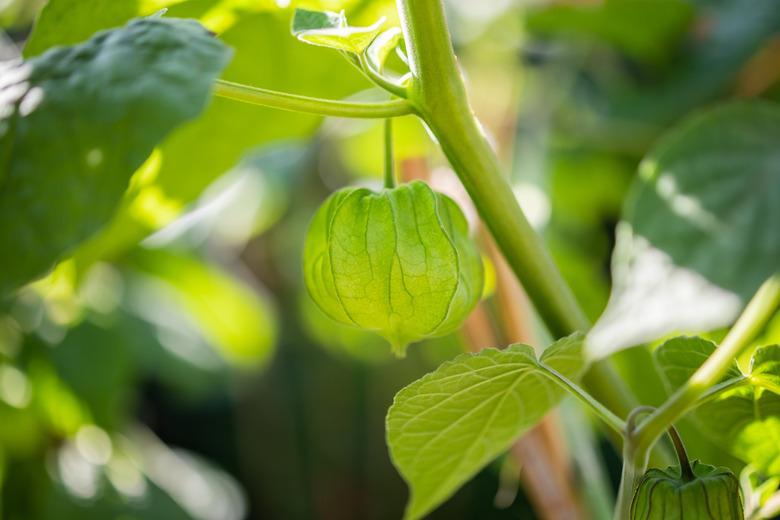 Fresh Cape Gooseberry (Physalis peruviana) on tree branch