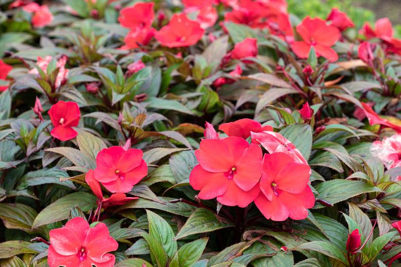 Impatiens walleriana Hook. f.