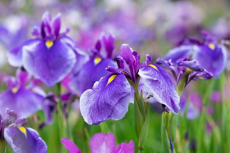 Purple iris flowers