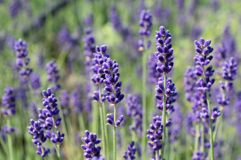 Close-Up Of Purple Flowering Plants On Field