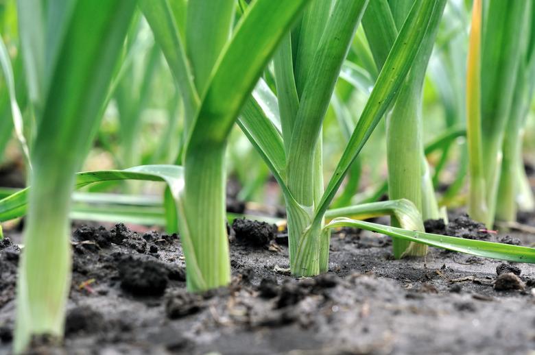 organically cultivated leek plantation