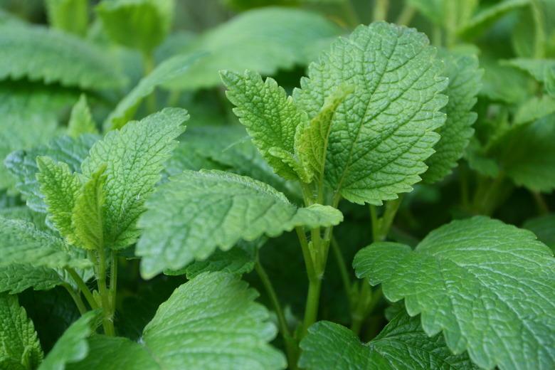 Melissa Officinalis, Lemon Balm