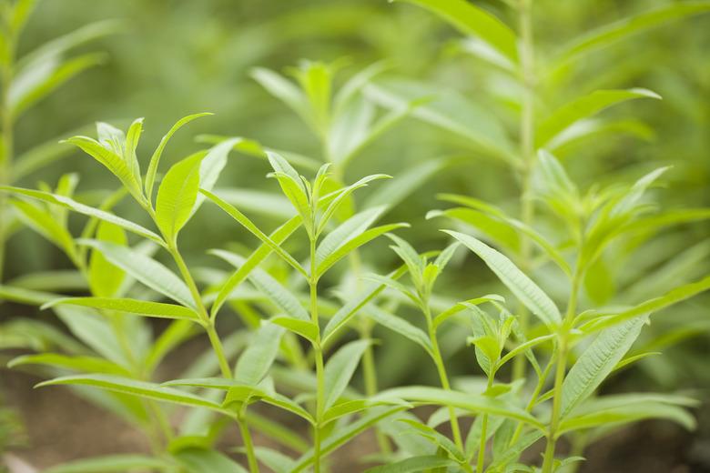 Lemon verbena