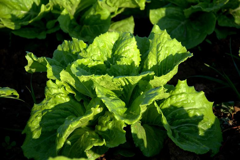 Lettuce field