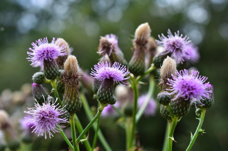 Purple Milk Thistle Plant