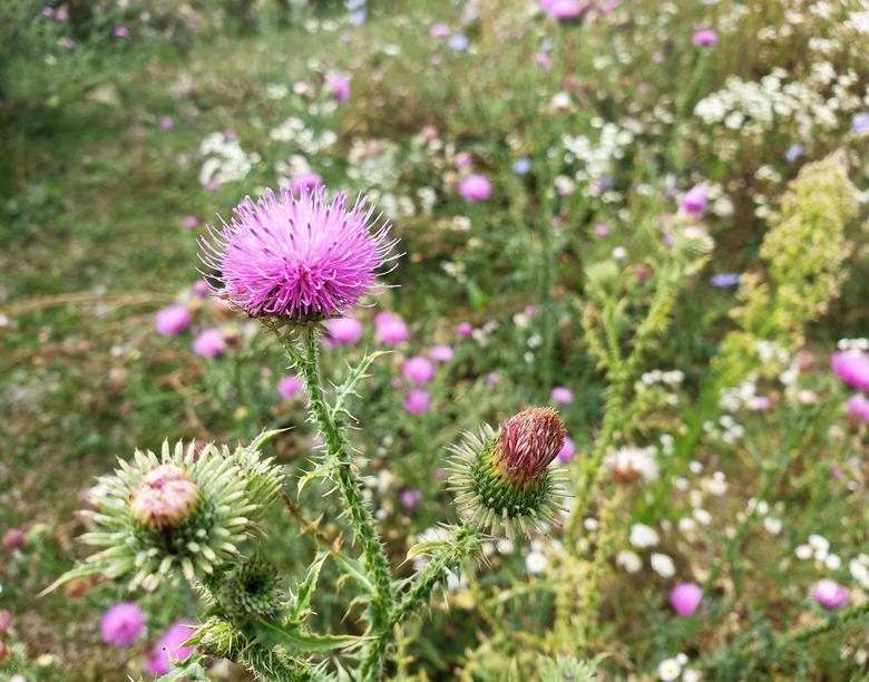 Blooming purple flower heads of milk thistle.