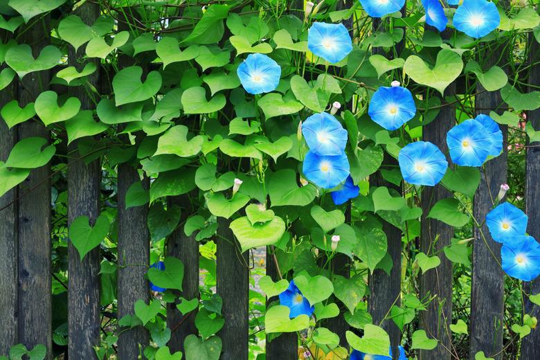 Sky Blue Morning Glories On Fence