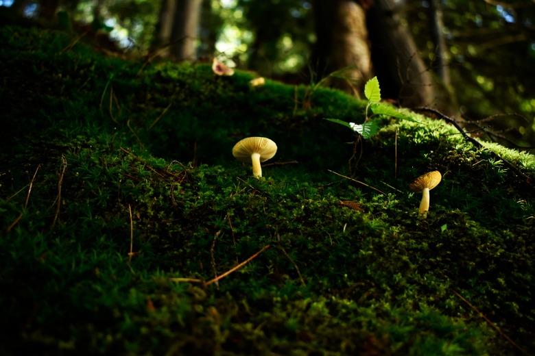 Mushrooms in moss garden.