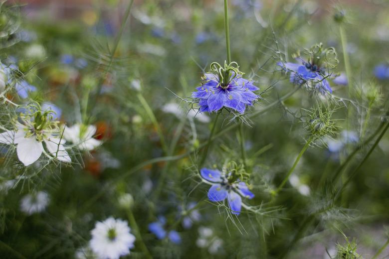 Nigella flowers