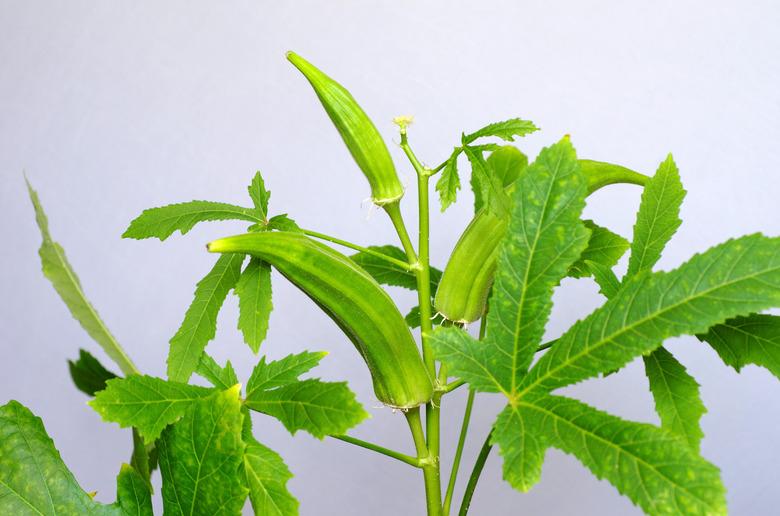 Abelmosch edible, or okra , ripe fruits and leaves