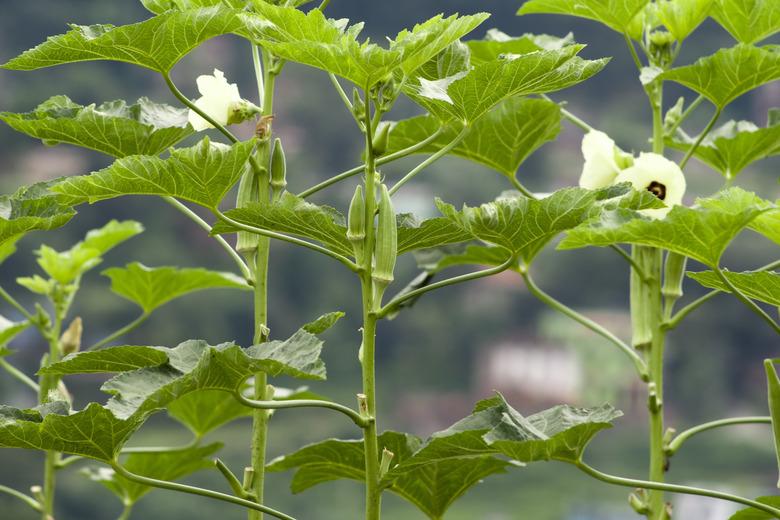 Okra Plant