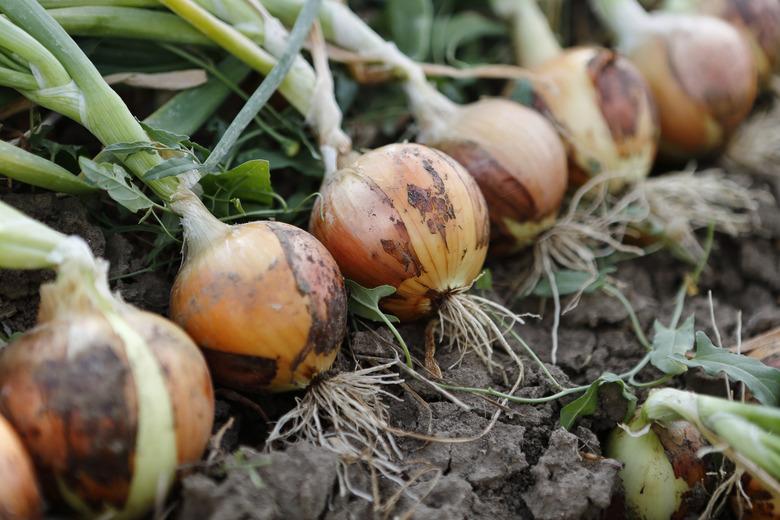 row of onions