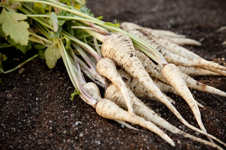 Fresh Homegrown Parsnips on Garden Soil