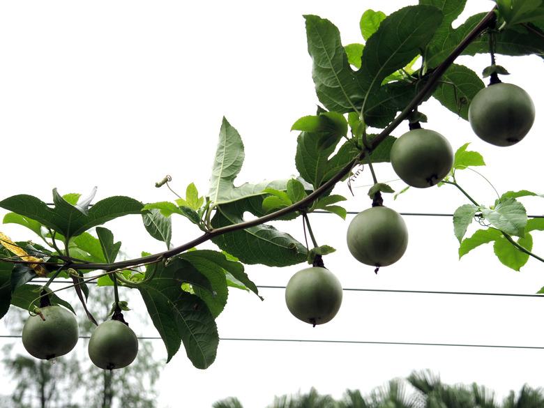 Green Passion Fruit hanging on vine