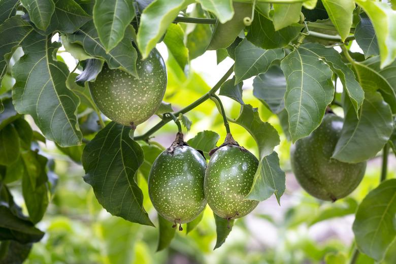 Fresh passion fruit on the tree, passion fruit farm