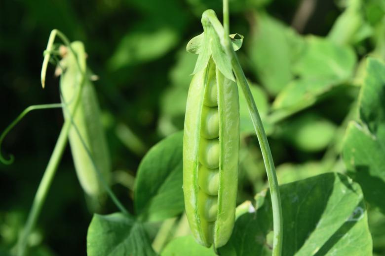 open pea pod on a stalk growing