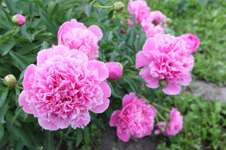 Pink peonies on green grass background in garden