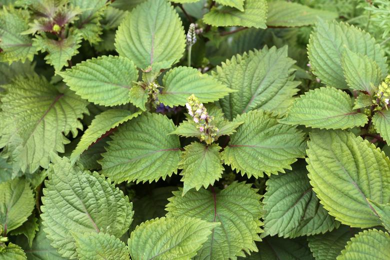 Perilla Frutescens Shiso