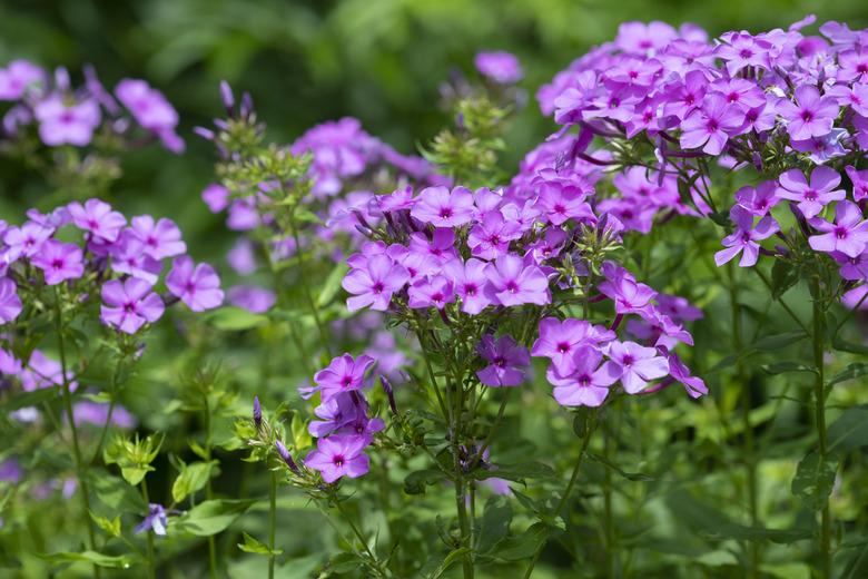 Phlox in blossom