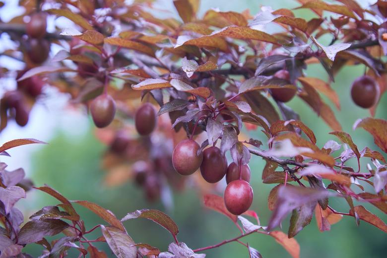 Plum Pissardi