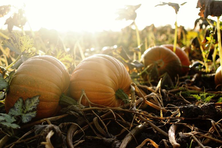 Pumpkins ripening in a sunny autumn field