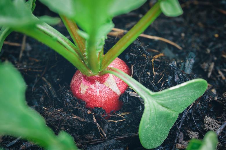 Close-Up Of Radish Plant In Farm