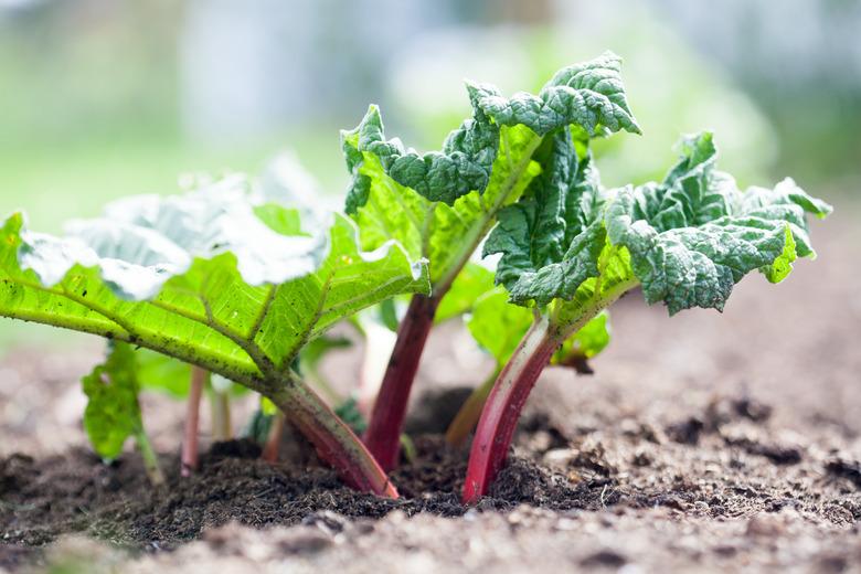 Rhubarb