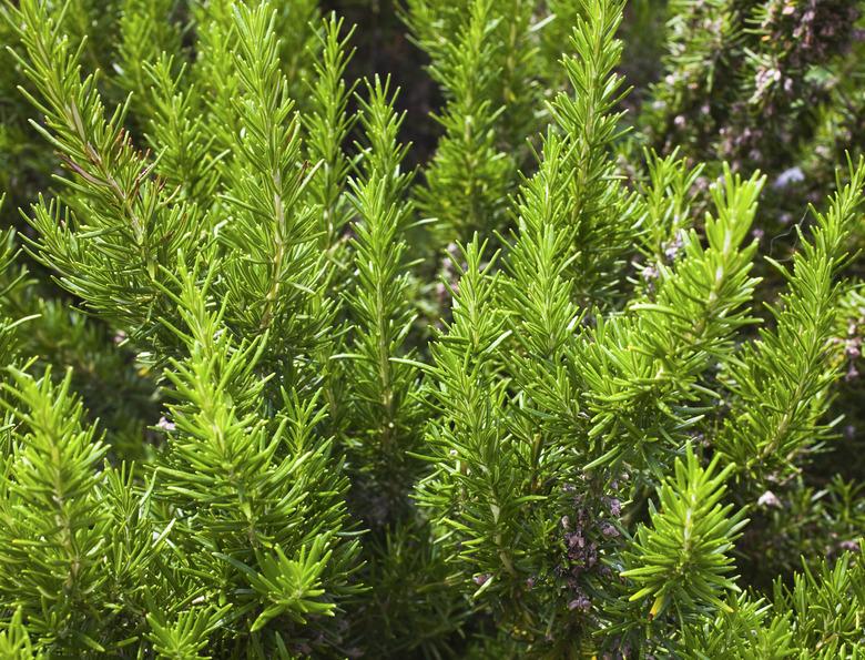 Rosemary bush