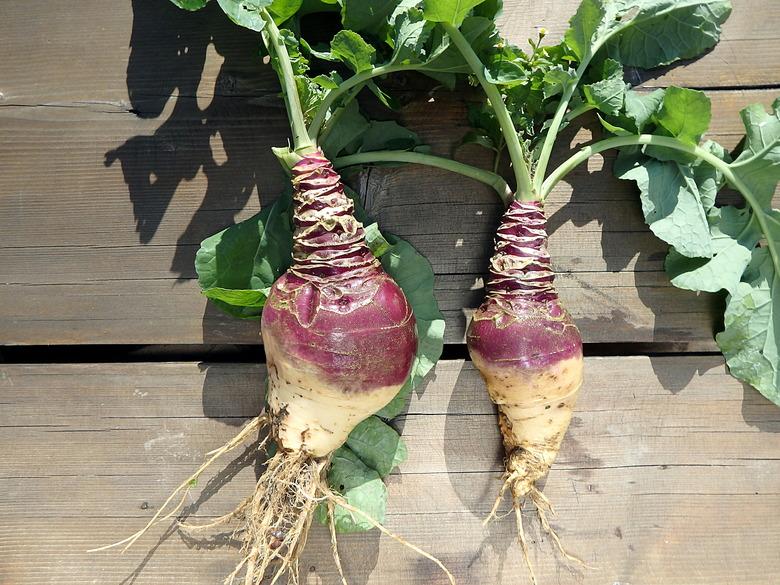 Rutabaga - crop harvest