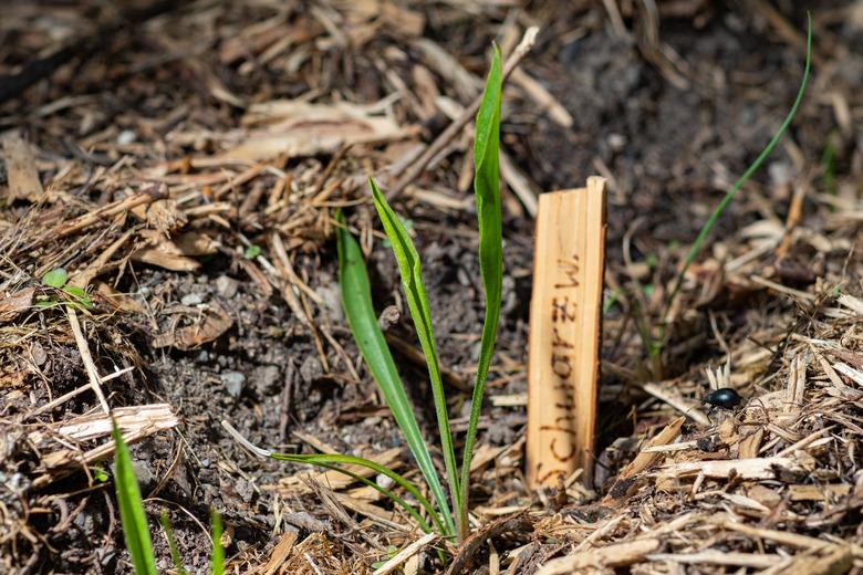 Black salsify seedling