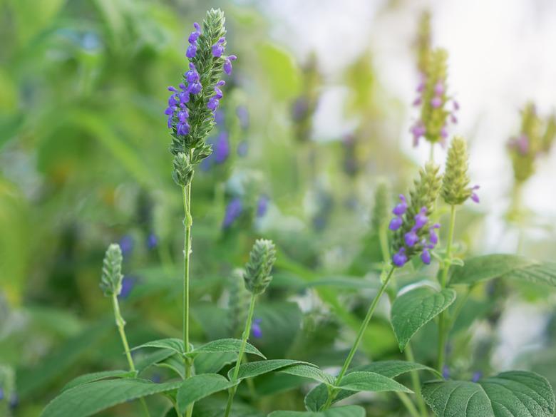 Salvia flowers in garden