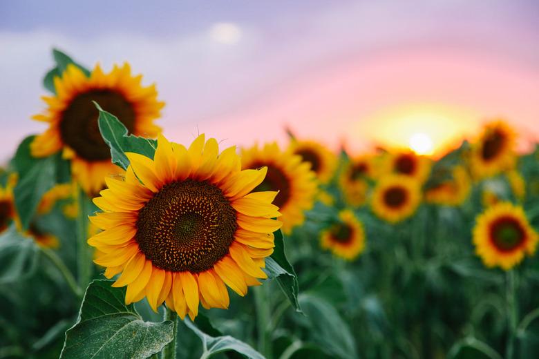 Field of young orange sunflowers