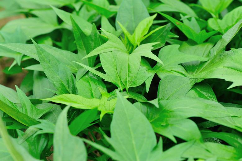 sweet potato leaves