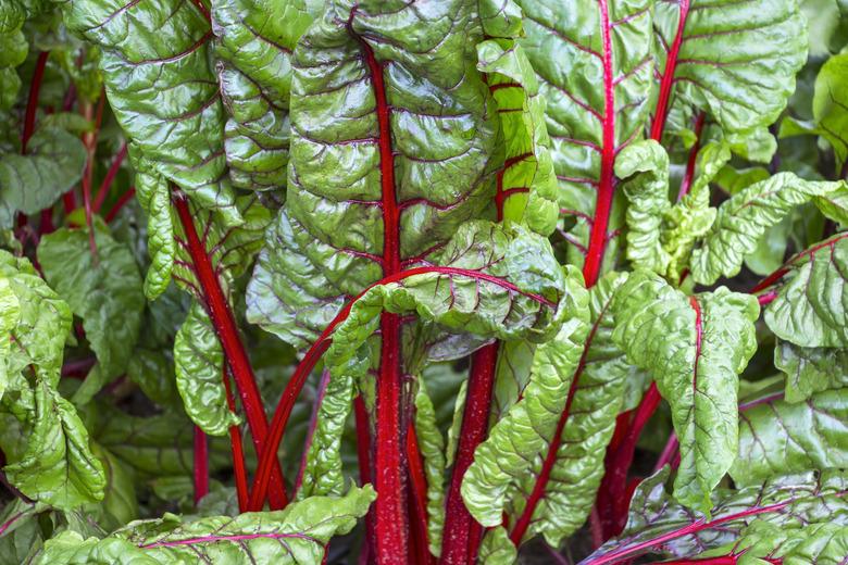 Freshly harvested mangold, chard