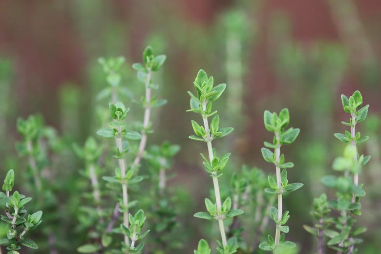 Growing Thyme