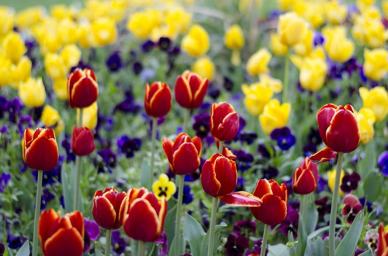 Close-up of red tulips in field