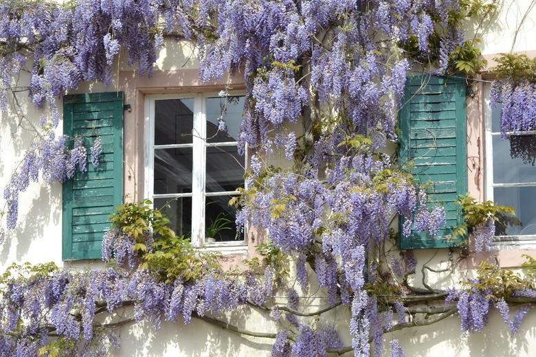 wisteria