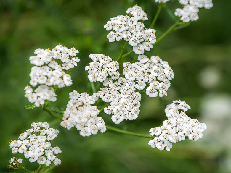 White common yarrow on a green blurry background close-up.