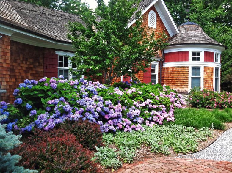 Hydrangea bed in front of country cedar house.