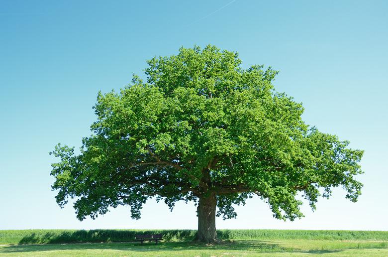 Large oak tree in a green barley field