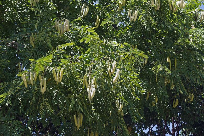 Kentucky coffeetree with fruits