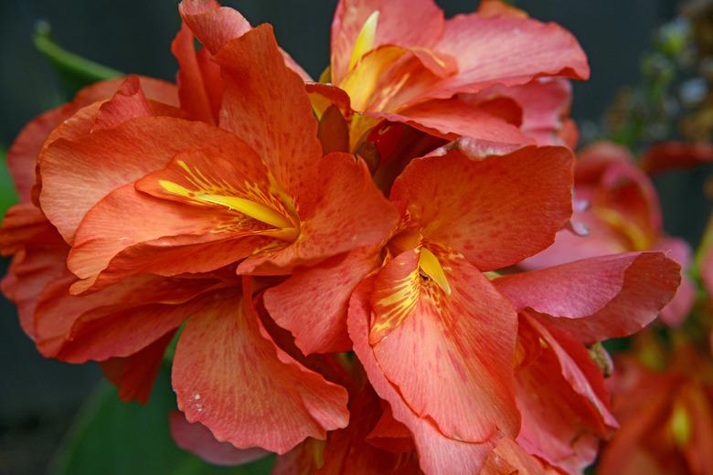 Salmon Colored Canna Flowers in Bright Sunlight