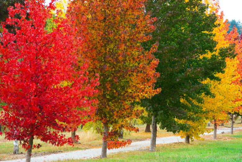 Row of liquid amber trees with stunning fall colours