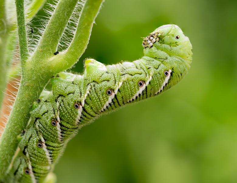 Tomato hornworm (Manduca quinquemaculata) closeup showing the caterpillar eating a tomato plant.