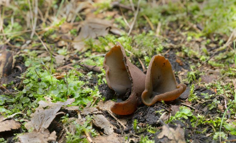 Bay cup, Peziza badia growing in natural environment.