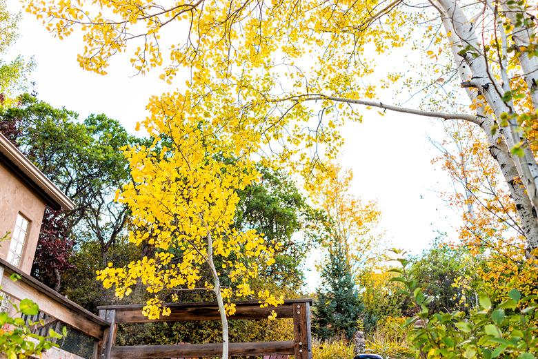 Autumn foliage on aspen trees landscaping by architecture of garden backyard of house in Colorado during fall season in Rocky Mountains.