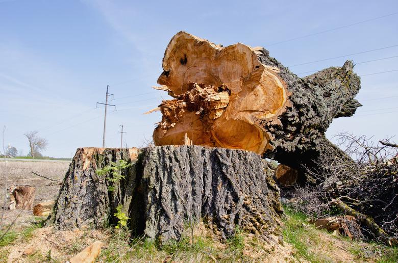 very old and big poplar tree slice