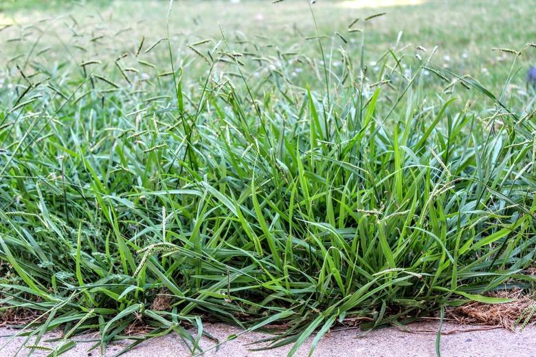 Lawn taken over by Crabgrass (Panicum virgatum) Weeds.