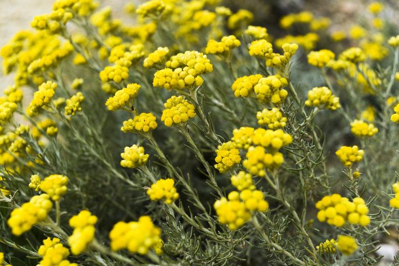 Helichrysum stoechas blooming in a field springtime.